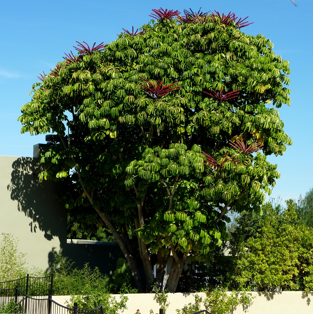 What is a Schefflera tree?